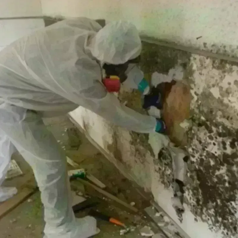 Mold Remediation and Removal in Tubac, AZ